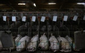 29bc6310616a4afa939f84d7c002d6b5