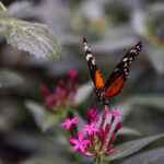 Mariposa monarca ocupa un 64% más de superficie de bosque en México en temporada 2025-2026