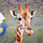 bbc4b3aae3b2411f955fcfcf0655dd7c