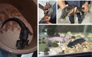 da57b896366a46ed8093540fd367557d