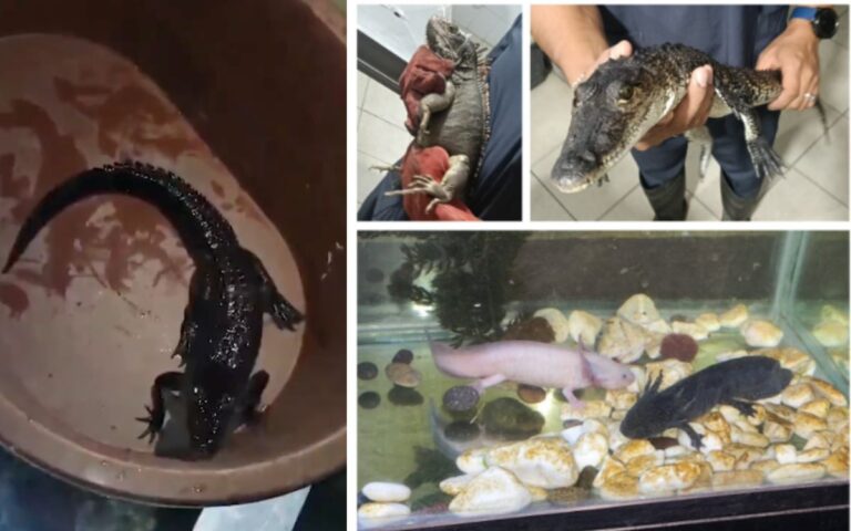 da57b896366a46ed8093540fd367557d