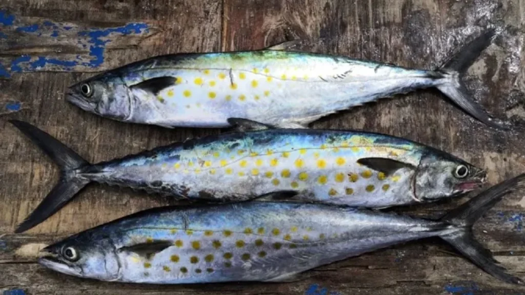 002508b91d5147a3a4b7f0c2e2e2c50a