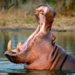 Un capricho de Pablo Escobar lleva a Colombia a optar por la eutanasia para 80 hipopótamos