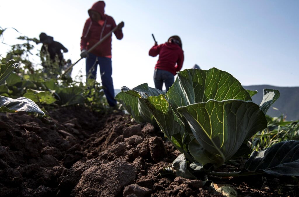 Agricultores mexicanos urgen un diálogo a los candidatos para abordar los retos del campo