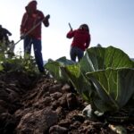 Agricultores mexicanos urgen un diálogo a los candidatos para abordar los retos del campo