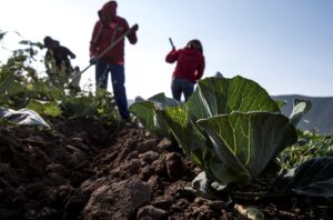 Agricultores mexicanos urgen un diálogo a los candidatos para abordar los retos del campo