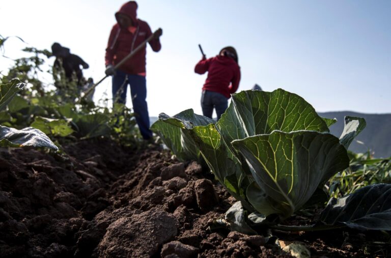 Agricultores mexicanos urgen un diálogo a los candidatos para abordar los retos del campo