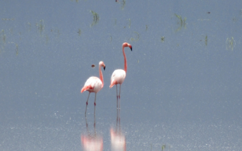 ebcbc06c941245eeafd0f8d2e116e793