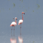 ebcbc06c941245eeafd0f8d2e116e793