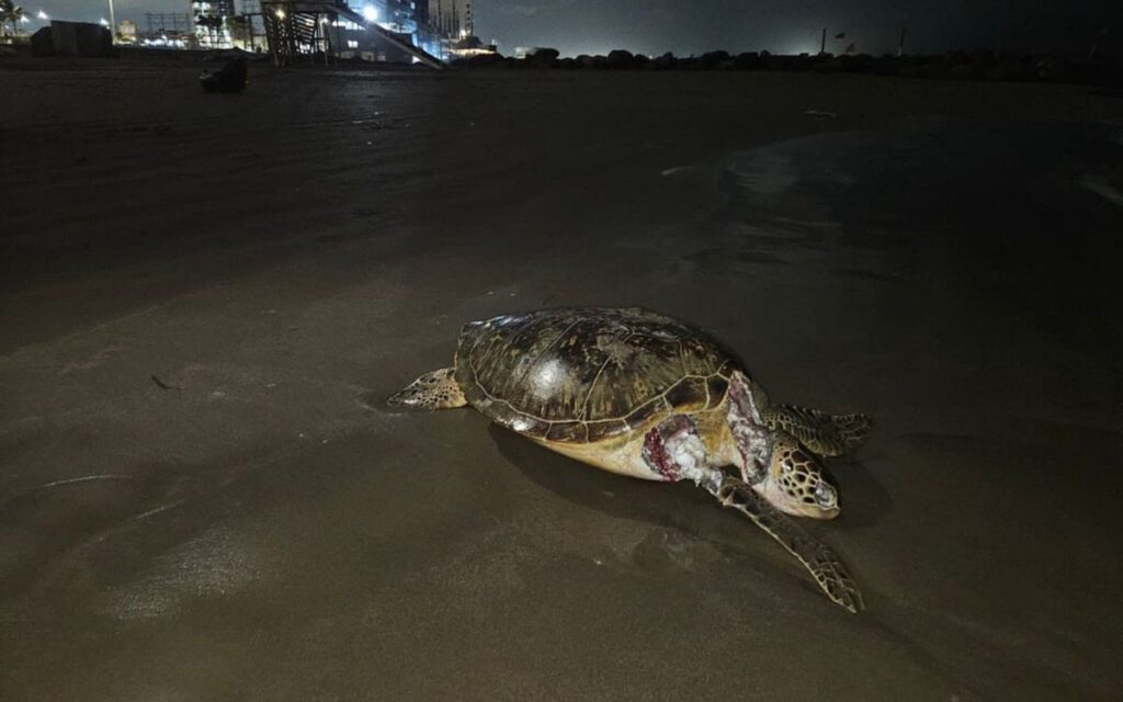 ee20930faef2410e8072e85f53b92ed6